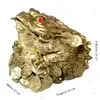Broasca Feng Shui XXL cu pietre rosii si monede, obiect decor tip amuleta pentru bani si bogatie, statueta pusculita 20-23 cm 