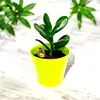 Planta banilor set cu pepita aurie, crassula simbolizeaza cresterea averii, 12 cm verde