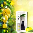 Odorizant de cameră aromaterapie cu Lămâie și Citronella, vază decor, 500 ml