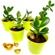 Planta banilor set cu pepita aurie, crassula simbolizeaza cresterea averii, 8 cm verde