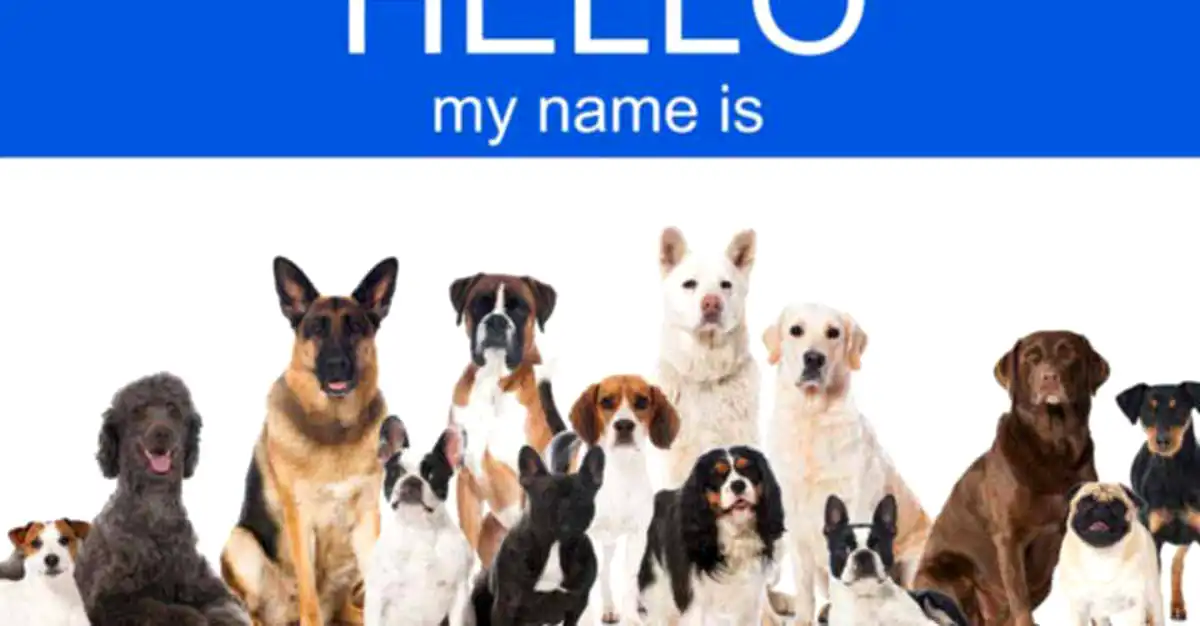 Nume de câini și semnificația numelui. Alege un nume prietenul tău patruped