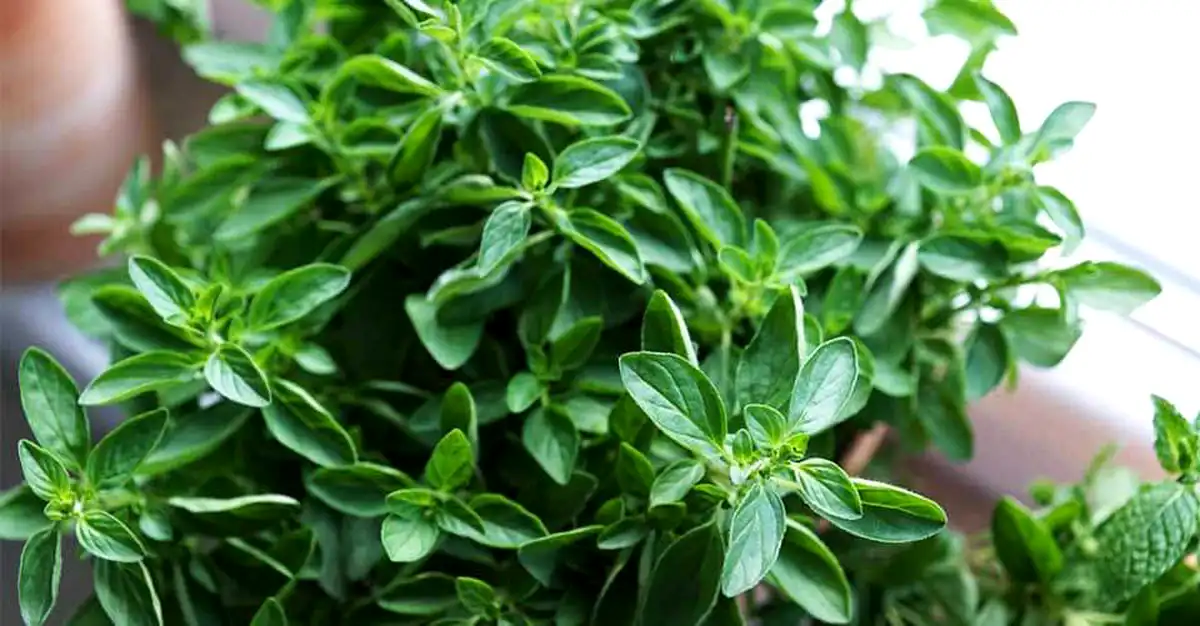 Oregano - efecte incredibile în reglarea tensiunii arteriale și a ritmului cardiac