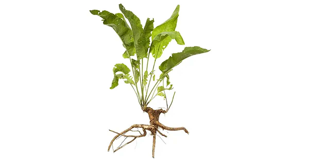 Rădăcina de hrean - antibioticul natural din grădina ta