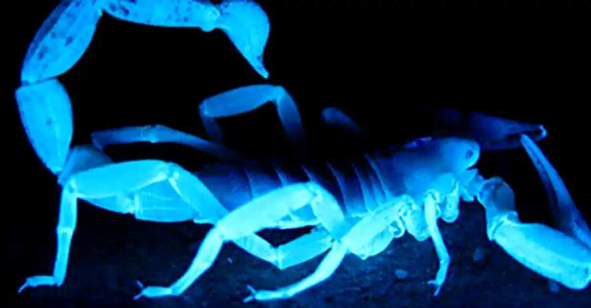 Efectele lui Uranus în Taur pentru SCORPION: capitolul sentimental va fi încercat