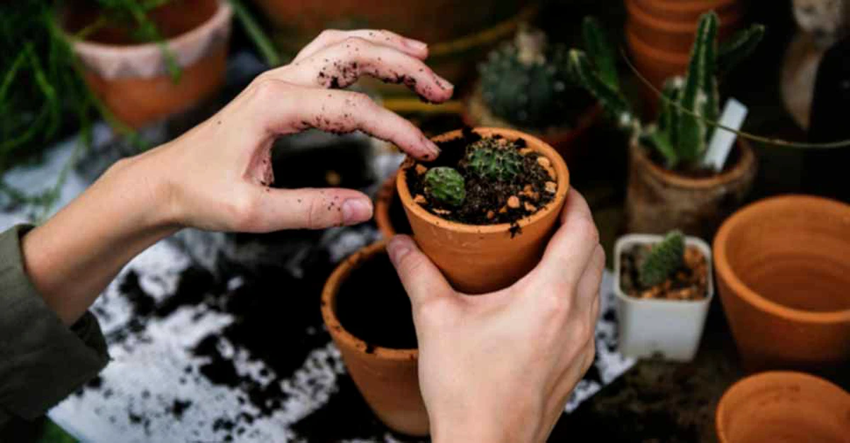 krave dagsorden banan Crezi ca nu poti scapa de ghinion? Iata 3 plante care aduc norocul in viata  ta | Zodiacool
