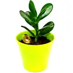 Planta banilor set cu pepita aurie, crassula simbolizeaza cresterea averii, 12 cm verde