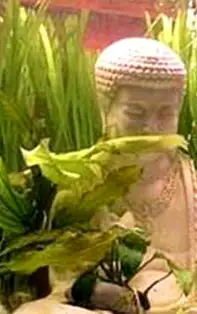 Acvariu pești complet. Atrage prosperitatea și bogăția cu ajutorul apei