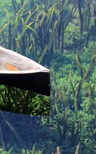 Algele marine - beneficii și proprietăți nebănuite