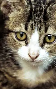 Dacă întâlnești unul dintre aceste animale, vei avea parte de un mare noroc