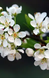 Arome dulci în uleiuri, conuri și bețișoare aromaterapie, parfumuri florale cu nuanțe fresh