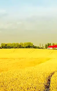 Secale cereale - importanța consumului de secară