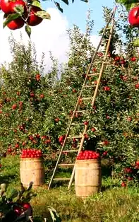 Merele – Vezi cu ce legume fac echipă bună în menținerea sănătății inimii