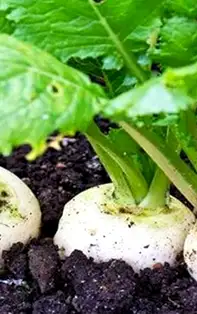 Napii - adevărata armă în lupta cu stresul, anxietatea și depresia