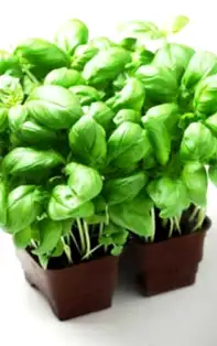 Magia busuiocului – legende, tradiții și superstiţii legate de cea mai misterioasă plantă