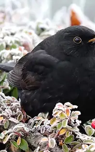 Calendar Decembrie 2019. Zile rele, cu risc mare să îți pierzi direcția