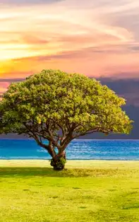 Legendele Copacului vieții – simbolul vindecării sufletești și a vieții veșnice