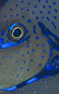 Pești în zodiacul chinezesc. Corespondența zodiei Pești în zodiacul chinezesc