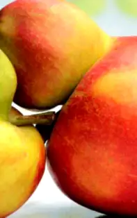 Știi care este cel mai mare defect al fiecărei zodii și care minte cel mai tare