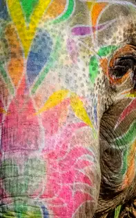 Elefantii în Feng Shui. De câte feluri sunt și ce simbolizează elefanții