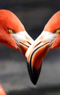 Știi să atragi iubirea în viața ta? Sfaturi pentru a amenaja dormitorul pentru un cuplu