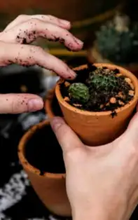 Crezi că nu poți scăpa de ghinion? Iată 3 plante care aduc norocul în viața ta