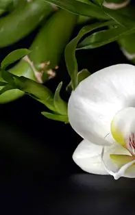 Descoperă cele mai puternice remedii Feng Shui pentru sănătate în 2019