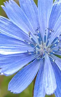 Cicoarea - Iată cum poți slăbi rapid și sănătos