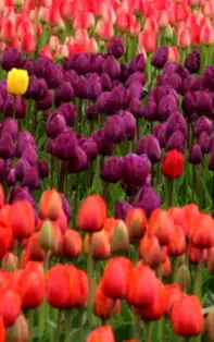 Ce plante să ai în casă? Alege planta cea mai apropiată de suflet, cea cu care rezonezi cel mai bine