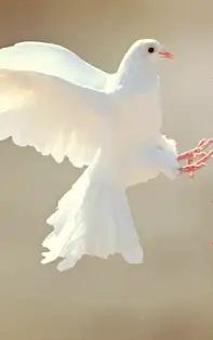 Afirmații pozitive. Adevarata mantră a zodiei tale pentru luna August 2019