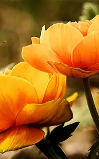 Afirmații pozitive. Adevărata mantră a zodiei tale pentru luna Aprilie 2019 