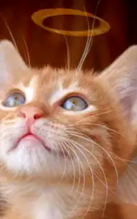 Mesaje unice de la ÎNGERII PĂZITORI ZODII, pentru luna Martie 2019