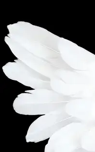 Mesaje de suflet de la INGERII PAZITORI ZODII, pentru luna Ianuarie 2020