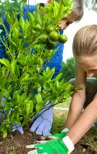 Cum se face plantarea pomilor fructiferi în grădina Feng Shui