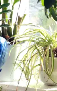 Plante cu noroc la bani! Flori și plante de apartament cu bun Feng Shui