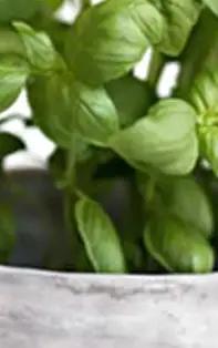 Superstiții și sfaturi din bătrâni, 4 plante magice care să nu lipsească din casă