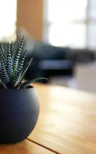 Planta banilor pentru locul de muncă și plante aducătoare de noroc la bani