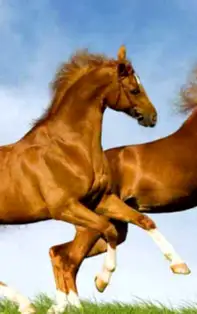 Ce obiecte să punem în living pentru a atrage faimă și popularitate