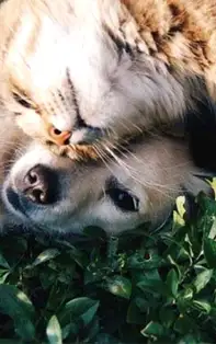 Previziuni pentru săptămâna 20-26 Mai 2019, greșelile din trecut vor fi date uitării