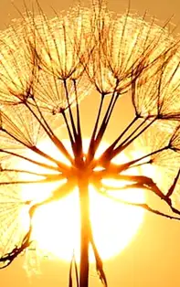 Elimină apa excesivă din organism. Tot ce nu știai despre frunzele de păpădie