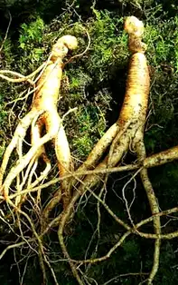 Ginsengul - planta minune cu proprietăți medicinale excepționale