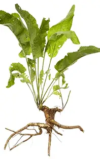 Rădăcina de hrean - antibioticul natural din grădina ta