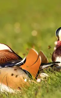 Rațele mandarine Feng Shui. Cum să folosești acest simbol al prosperității și norocului