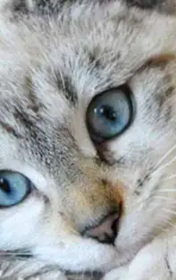 6 Beneficii incredibile pentru sănătate oferite de pisici ::: ZODIACOOL