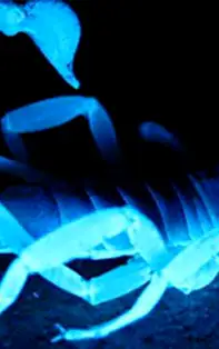 Efectele lui Uranus în Taur pentru SCORPION: capitolul sentimental va fi încercat