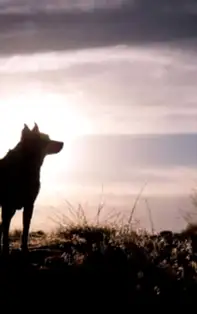 Sfântul Andrei – tradiții cu strigoi și aflarea ursitului de Ziua Lupului