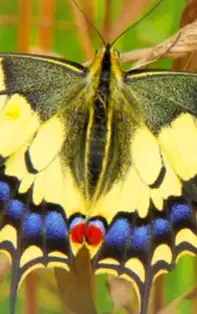 Secretele Fluturelui – pace, bucurie, transformare personală și evoluție