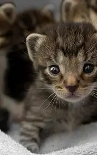 Superstiții și obiceiuri străvechi – 10 lucruri pe care mulți nu le știu despre pisici