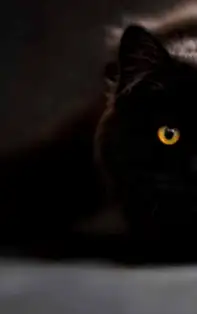 Ai găsit un nasture? Vei avea noroc! Află ce alte obiecte neobișnuite aduc norocul 