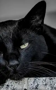 Superstiții și obiceiuri străvechi: Trebuie sau nu să te ferești de pisica neagră?