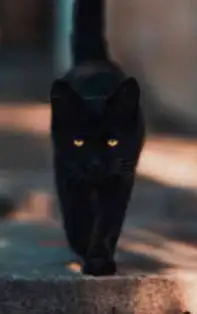 Horoscopul superstițiilor: Descoperă care este superstiția cea mai mare a zodiilor